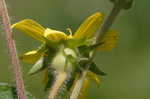 Starry rosinweed